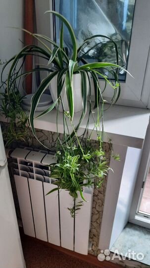 Дети хлорофитума