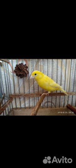 Канарейка и кенар