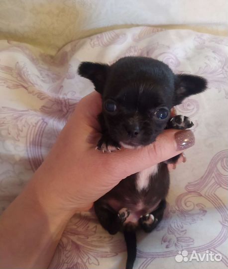 Чихуахуа девочки