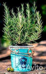 Розмарин саженцы