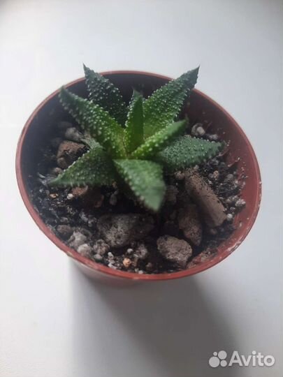 Пеперомия долотовидная и хавортия