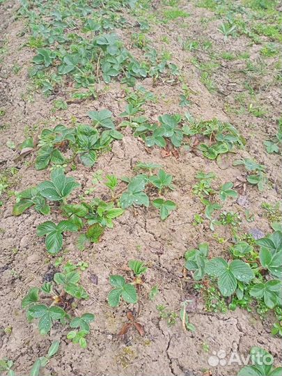 Рассада клубники гигантелла и другие сорта