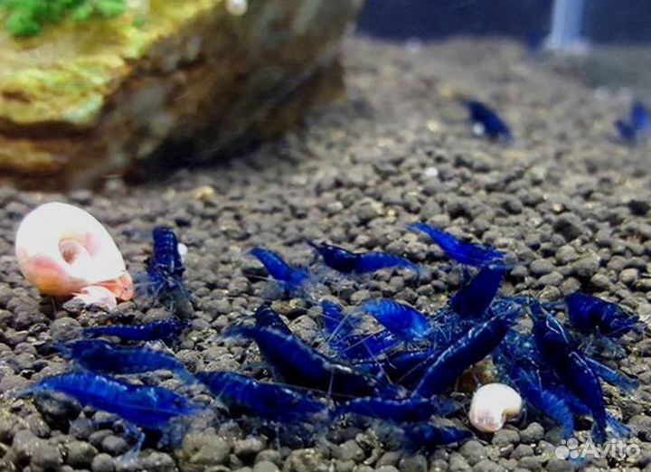 Голубые креветки