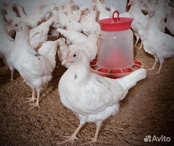 Несушки с доставкой на дом