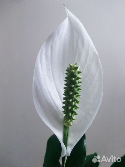 Спатифиллюм