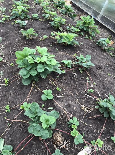 Усы виктории