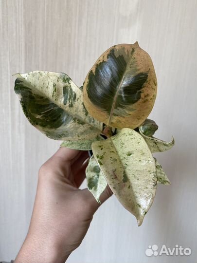 Фикус шривериана