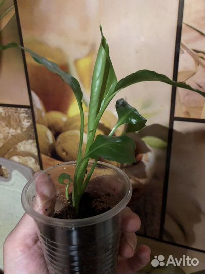 Спацифиллум