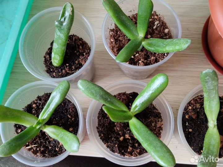 Толстянка хоббит