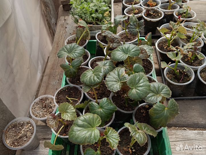 Перец Бутуз, Геракл