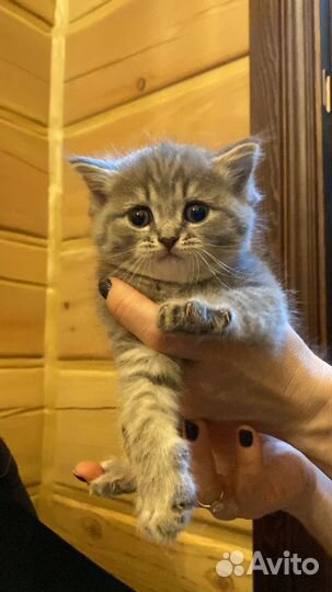 Котенок девочка в добрые руки