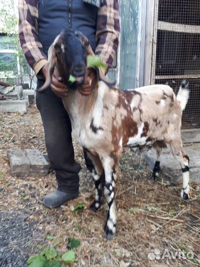 Нубийский козлик.случка