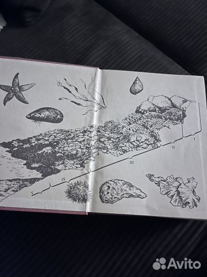 Книга Биология Вилли, Детье