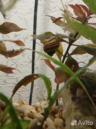 Улитка ампулярия