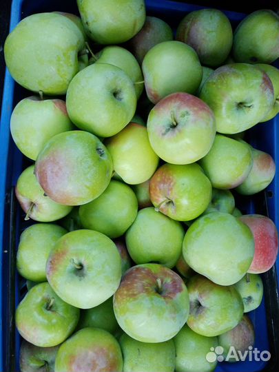 Яблоко зимнее