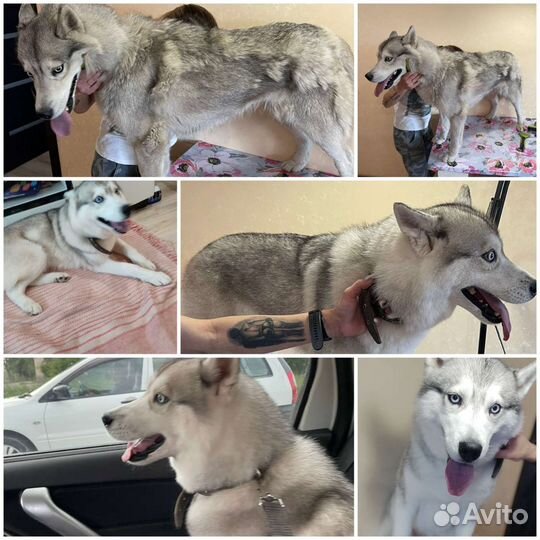 Стрижка животных