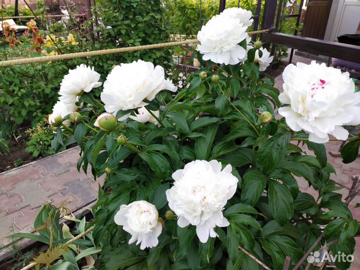 Пион Фестива Максима