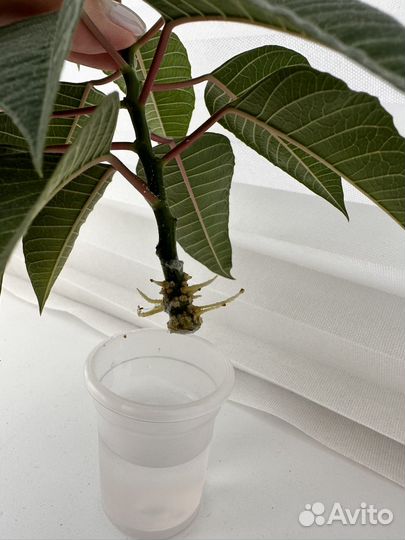 Пуансеттия (рождественский цветок)