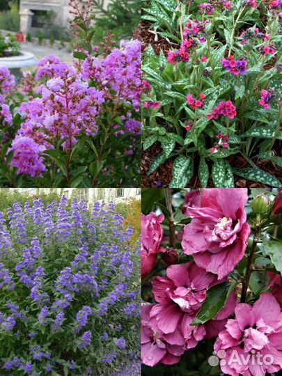 Цветы и кустарники