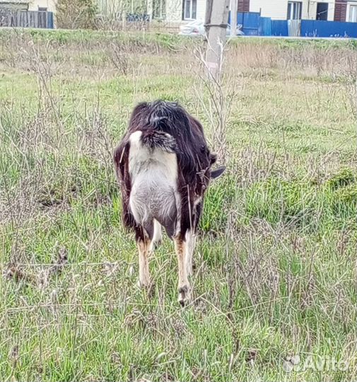 Продам козу альпийской породы, козла, козлика