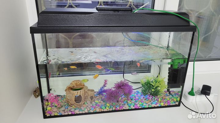 Аквариум с рыбками