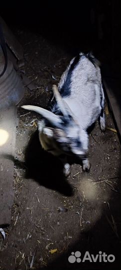 Козел Камори Нубиец и козы