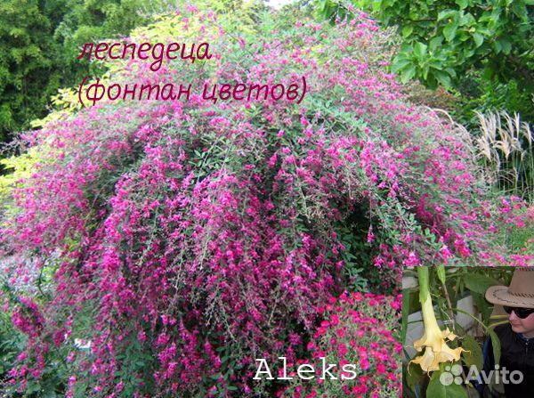 Саженцы лепедеца др многлетние раст