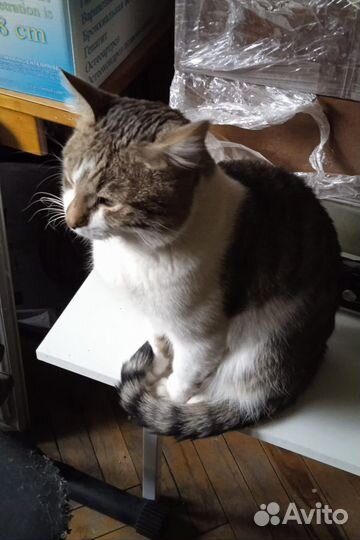 Котик ищет дом