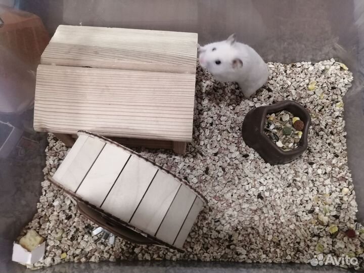 Сирийский хомяки