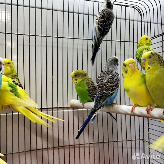 Попугайчики