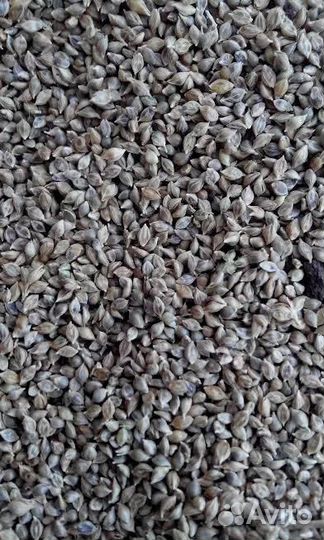 Пайза, колотая вика на корм для птиц