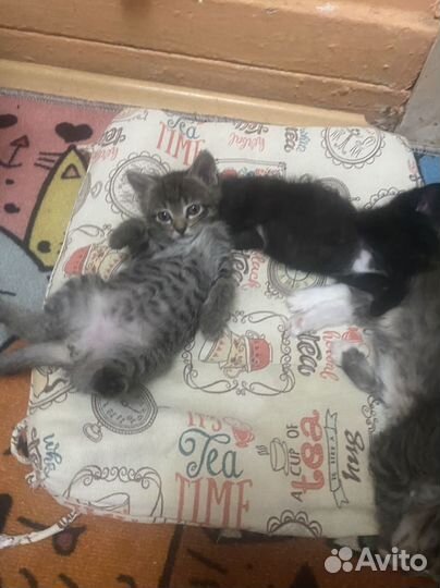 Котята в добрые руки бесплатно