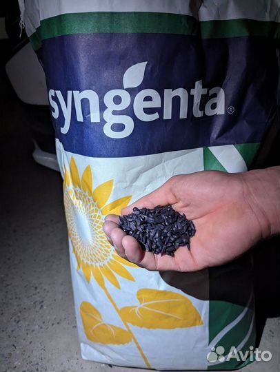 Семена подсолнуха suzuka семечка