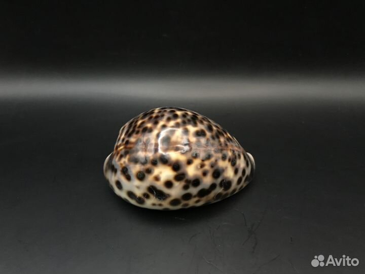 Ракушка ципрея тигрис 76 мм