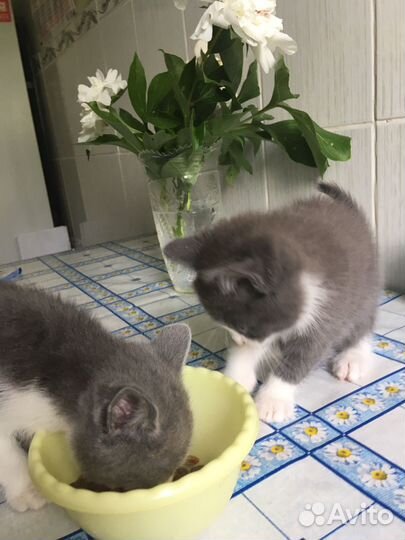 Котята
