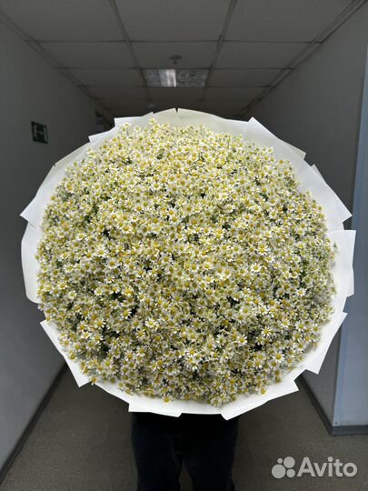 Цветы ромашки букет ромашек