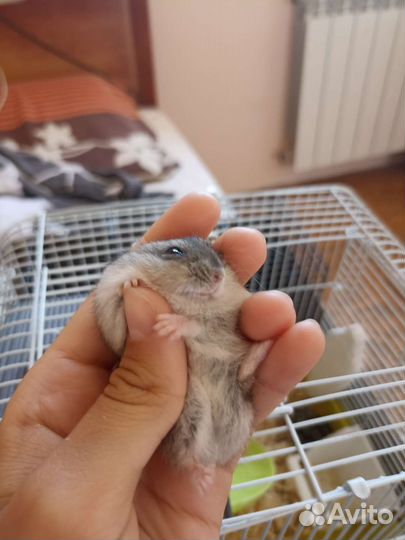 Джунгарские хомячки