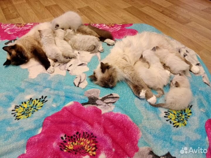 Кошка невская маскарадная котята