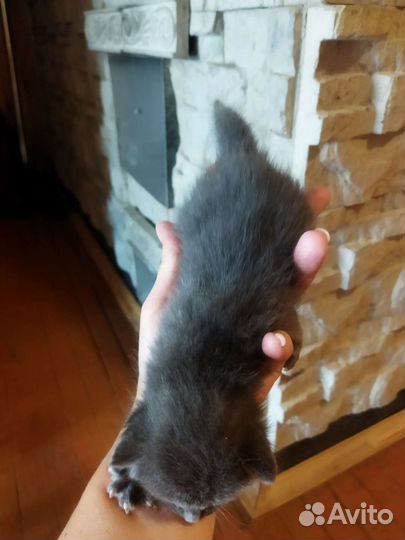 Котята бесплатно