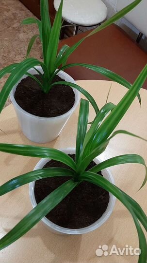 Пальма винтовая панданус