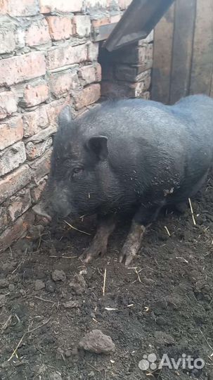 Вьетнамский вислобрюхий