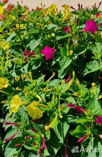 Мирабилис. Семена