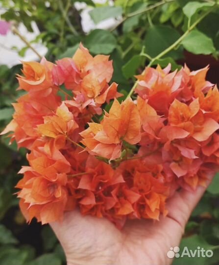 Комнатные растения. Бугенвиллея