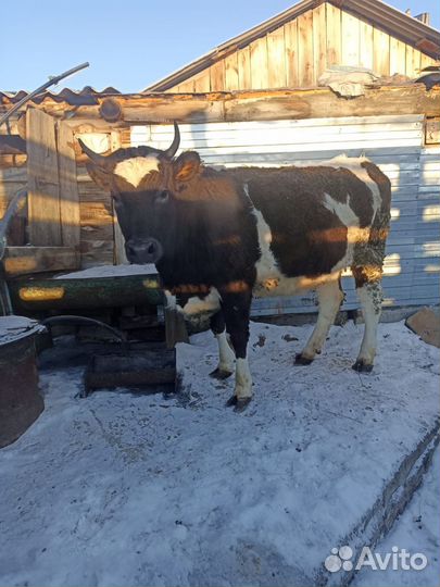 Корова телка нетель