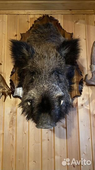 Чучело голова кабана трофейное