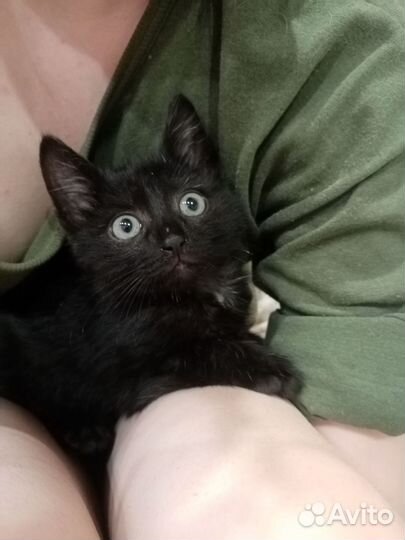 Котик в добрые руки
