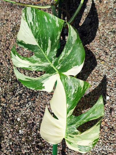 Монстера вариегатная альба