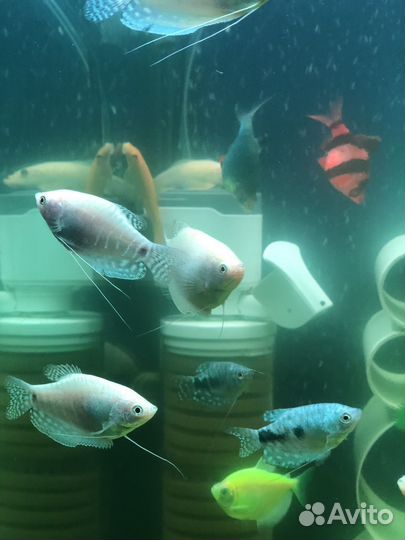 Аквариум с оборудованием и рыбками