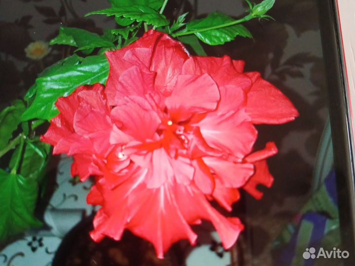 Роза китайская красная махровая