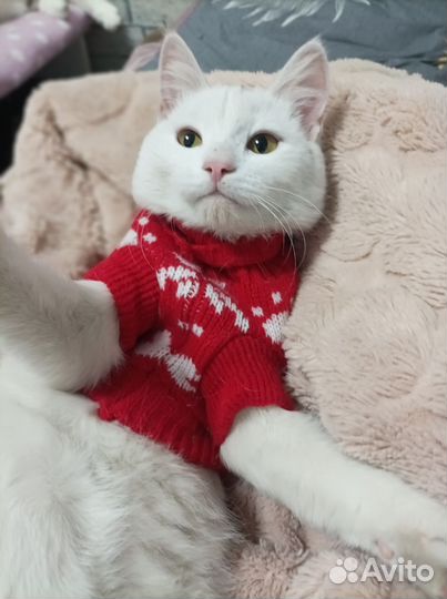 Кошечка в ответственные руки